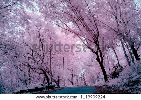 Road in Pink forest from near infared style by IR mode
