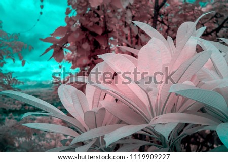 White pink Plumaria leaves in near infared style by IR mode