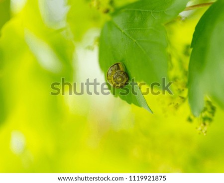 Snail sleeping on plant. Close up of snail shell sticked to the plant. Natural spring macro.