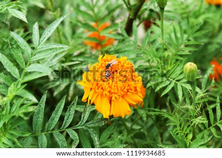 Small bee on Marigold yellow flower in the garden.