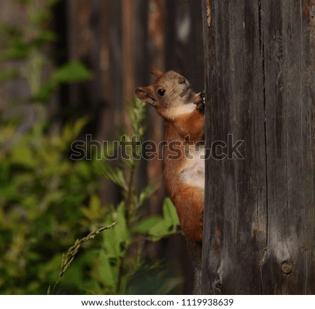 Squirrel on the fence in garden.