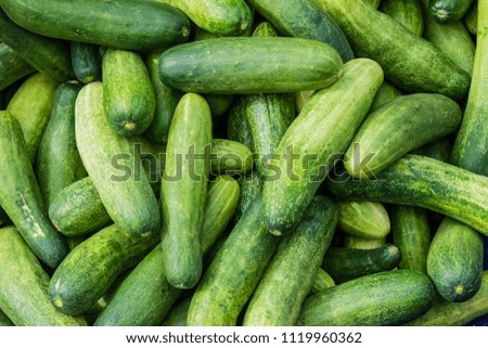 Pickling cucumbers at the farmer's market