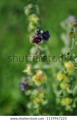 Cynoglossum officinale (houndstongue, houndstooth, dog's tongue, gypsy flower) on soft blurry green grass background