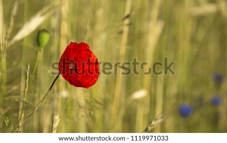 Beautiful, red poppy flower contrasting nicely against a background of yellow grasses