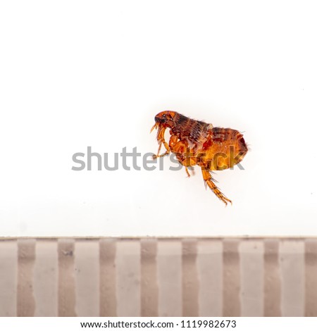 Flea from my dog! Siphonaptera. Pulex irritans. With mm ruler for scale. Royalty-Free Stock Photo #1119982673