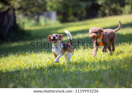 Two dogs are running outdoors in the park. The dog breeds are beagle and lagotto romagnolo. Both are running fast and enjoying the summer day.
