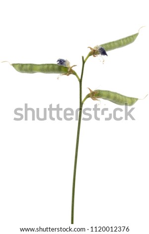Seeds and pods of the sweet pea, isolated on white background