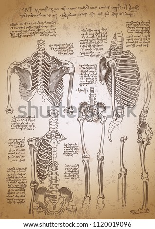 Leonardo da Vinci sketches. Leonardo da vinci anatomy drawings. Retro anatomy poster. Bones anatomy. Vintage engraving poster. Anatomy sketches.  Royalty-Free Stock Photo #1120019096
