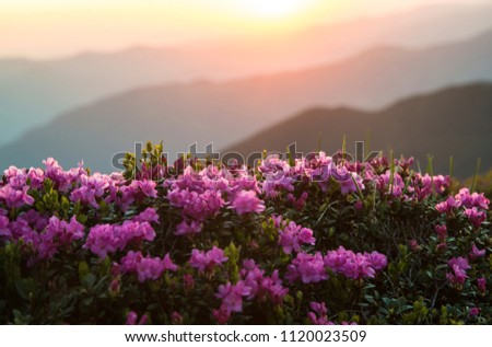 Pink rhododendrons flowers (Rhododendron myrtifoliumkotschyi or kotschyi) against sunlit mountains silhouettes. In Ukraine, these flowers are called "chervona ruta".