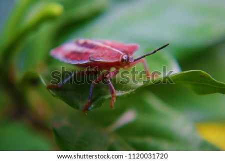 Leeche Tree Bug Sitting