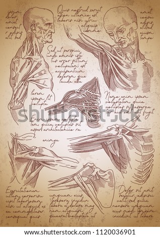 Leonardo da Vinci sketches. Leonardo da vinci anatomy drawings. Retro anatomy poster. Vintage engraving poster. Anatomy sketches. Shoulder joint anatomy. Royalty-Free Stock Photo #1120036901