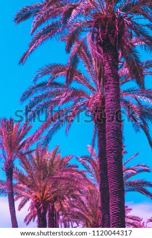 pink palm trees against the sky. bright neon colors. minimal and surreal. summer vacation. urban style