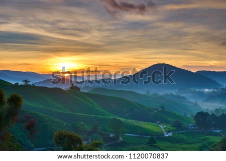 Cameron Highlands Tea Plantation Sunrise