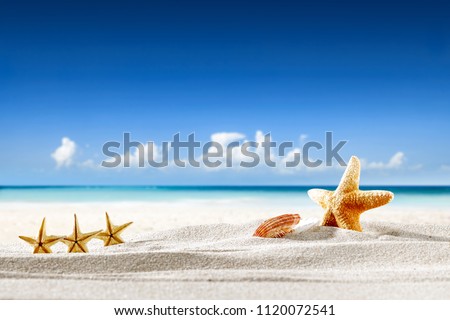 Summer photo of beach with shelld and sea landscape. Free space for your decoration. 
