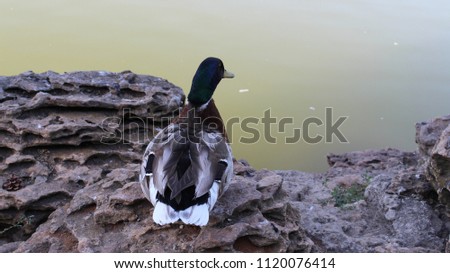 Beautiful duck floating in the city pond. Odessa