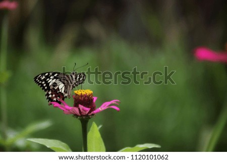 Butterfly with purple flowers