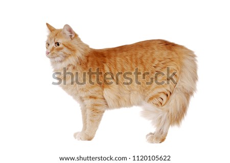 Profile full length picture of a red long haired cat isolated on white