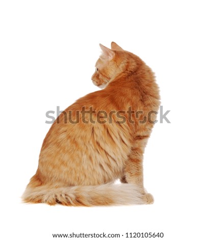 Back view full length picture of a sitting red long haired cat
