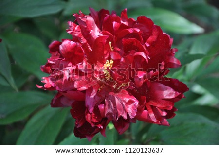 Red Peonies in full bloom