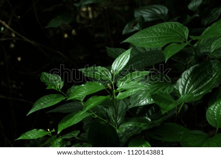 The green leaves reflect sunlight in the morning, dark background.