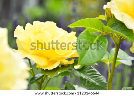 Beautiful yellow rose in the garden under the Nice sunny day. 
