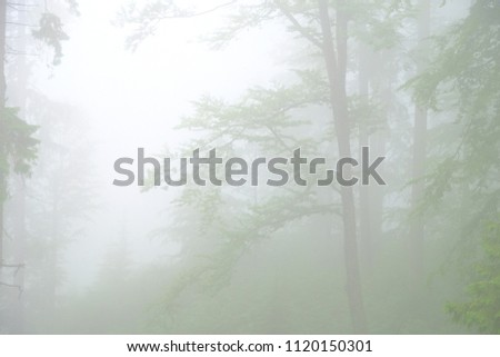 Forest in the fog in Dragobrat (Urkaine). During rainy days woods are inside the fog and atmosphere is like a fairy tale. Trees complete inside the fog.