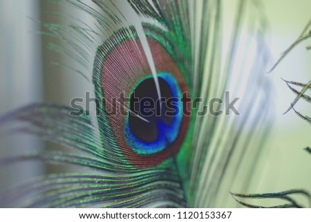 peacock boho style on background
