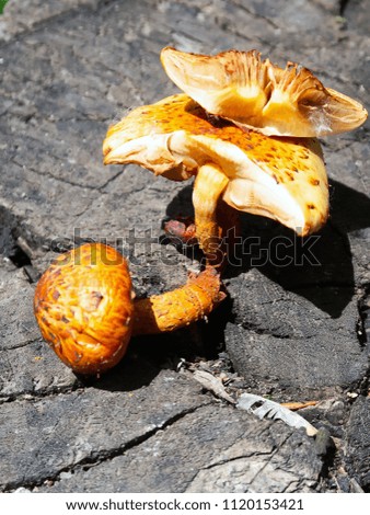yellow mushrooms on a wooden stump closeup