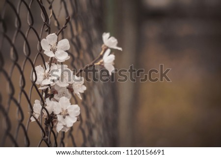 A sad picture of a flower in an iron fence.