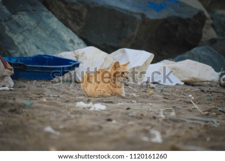Sad homeless cat sitting on the beach.