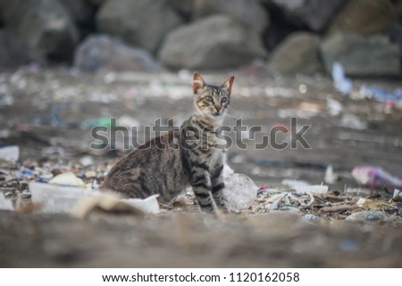 Sad homeless cat sitting on the beach.