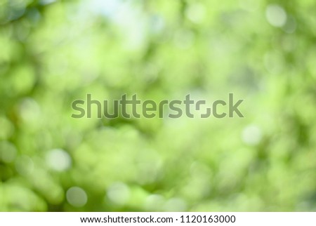 Soft green blured bokhe background for design