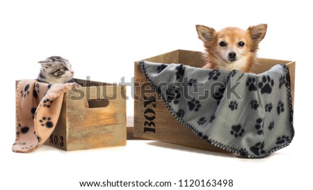 Angry kitten in front of a chihuahua on white background