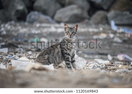 Sad homeless cat sitting on the beach.