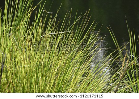 An image of sunlight on the grass leaves with water background 