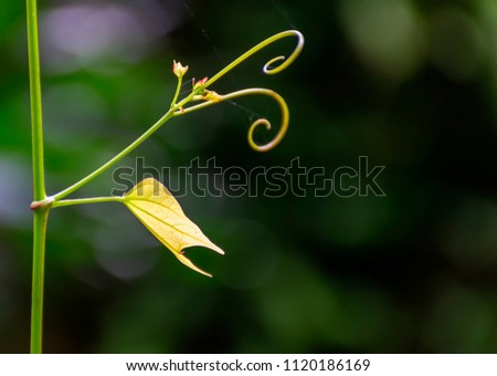 Abstract leaf spiral blurred background