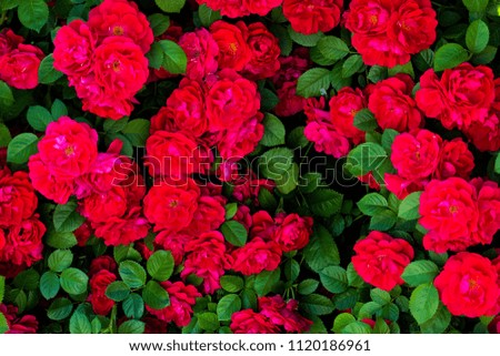 image on the desktop texture of red roses and green leaves, beautiful garden