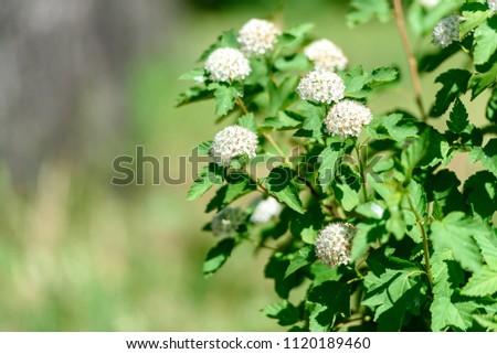 Green, blooming Bush with white flowers-background image
