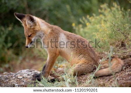 young fox in the forest in the green grass