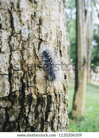 Black hairy caterpillar