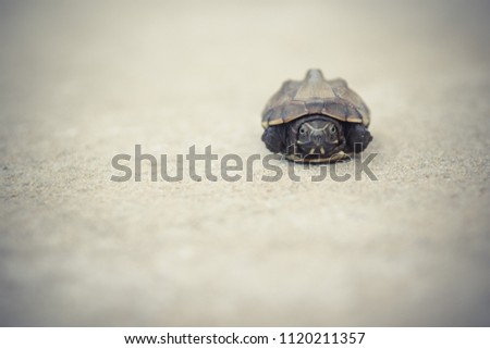 Close-up Terrapin on Beach background.