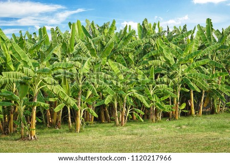 Banana tree plantation with green fields in garden and blue sky with sunshine.Organic green banana fruits for agriculture background.Food,Healthy concept. Royalty-Free Stock Photo #1120217966