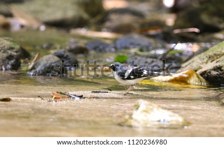 Beautiful Slaty-backed Forktail (Enicurus schistaceus)