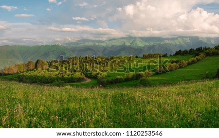 bright green grass in the fields with trees under the blue sky with thick white clouds, background image