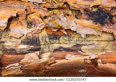 bright pine texture with a cut off bark closeup concept of the environment beauty of the wildlife around us