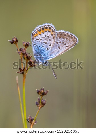 male Silver-studded blue (Plebejus argus) butterfly preparing for night on Sharp-flowered Rush (Juncus acutiflorus) in natural habitat