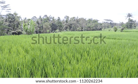 Green rice terraces of Tegalalang in Ubud, Indonesia 