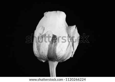 lovely rose flower blooming. beautiful color black and white rose. Beautiful flower petals.rose on black background.