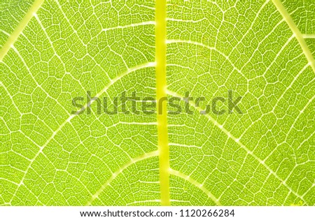 fig leaf pattern