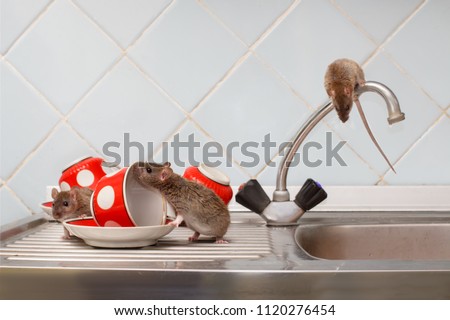 Three young rats (Rattus norvegicus) and red cups on sink in an apartment house on the background of the water faucet at kitchen. Fight with rodents in the apartment. Extermination. Royalty-Free Stock Photo #1120276454